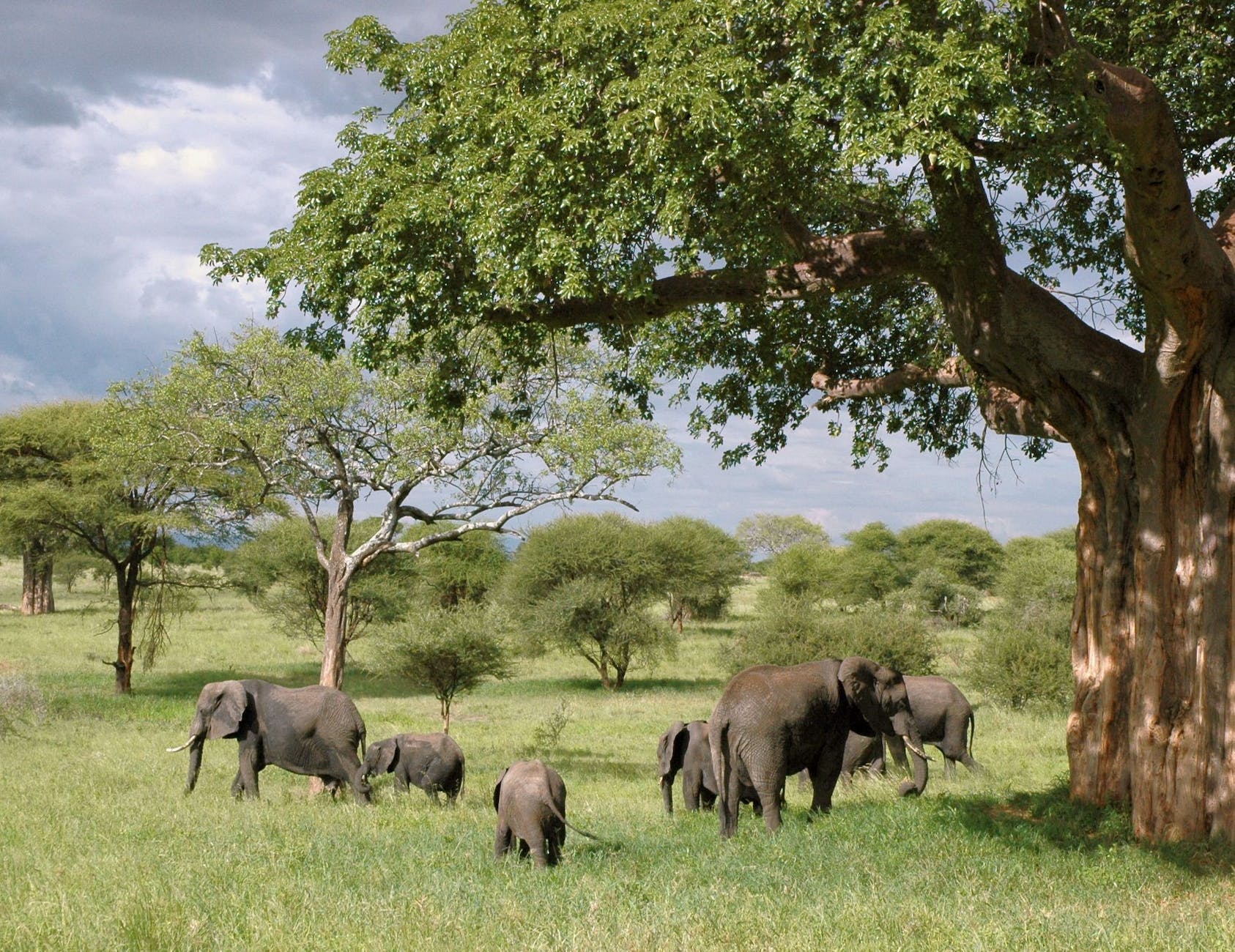 gray elephant herd under green tree on green grass fields during daytime